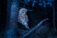 Free stock photo of animal, animal world, beak