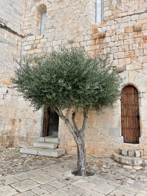 Free A rustic olive tree stands against an ancient stone building with wooden doors. Stock Photo