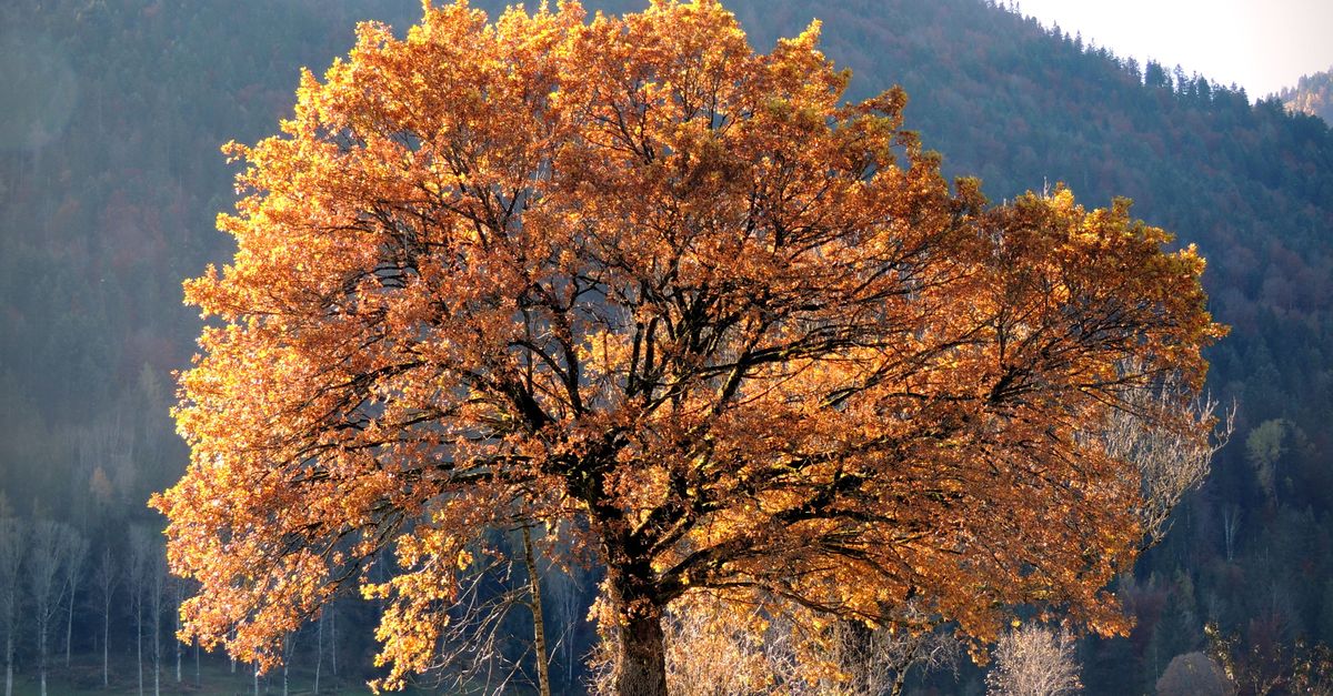 Browsrm Tree Image A Sprawling Brown Tree Near Mountain · Free Stock Photo