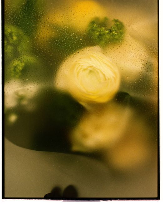A blurred close-up view of a ranunculus flower through wet glass creates an artistic effect.