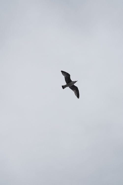 Bird flying on a Gloomy Sky 