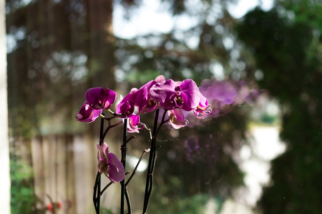 Free stock photo of flower, glass window, lilac orchid Stock Photo