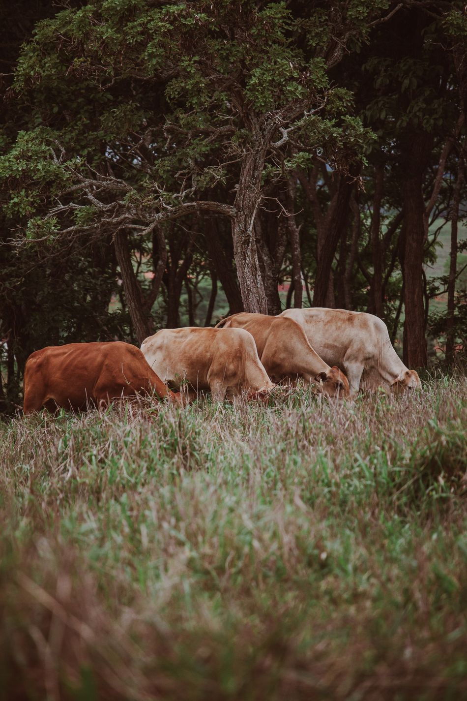 गौवंश के प्रति प्रेम