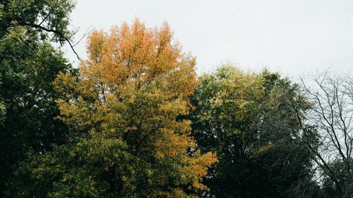 Free Captivating autumn trees with colorful foliage against a clear sky, perfect for nature enthusiasts. Stock Photo