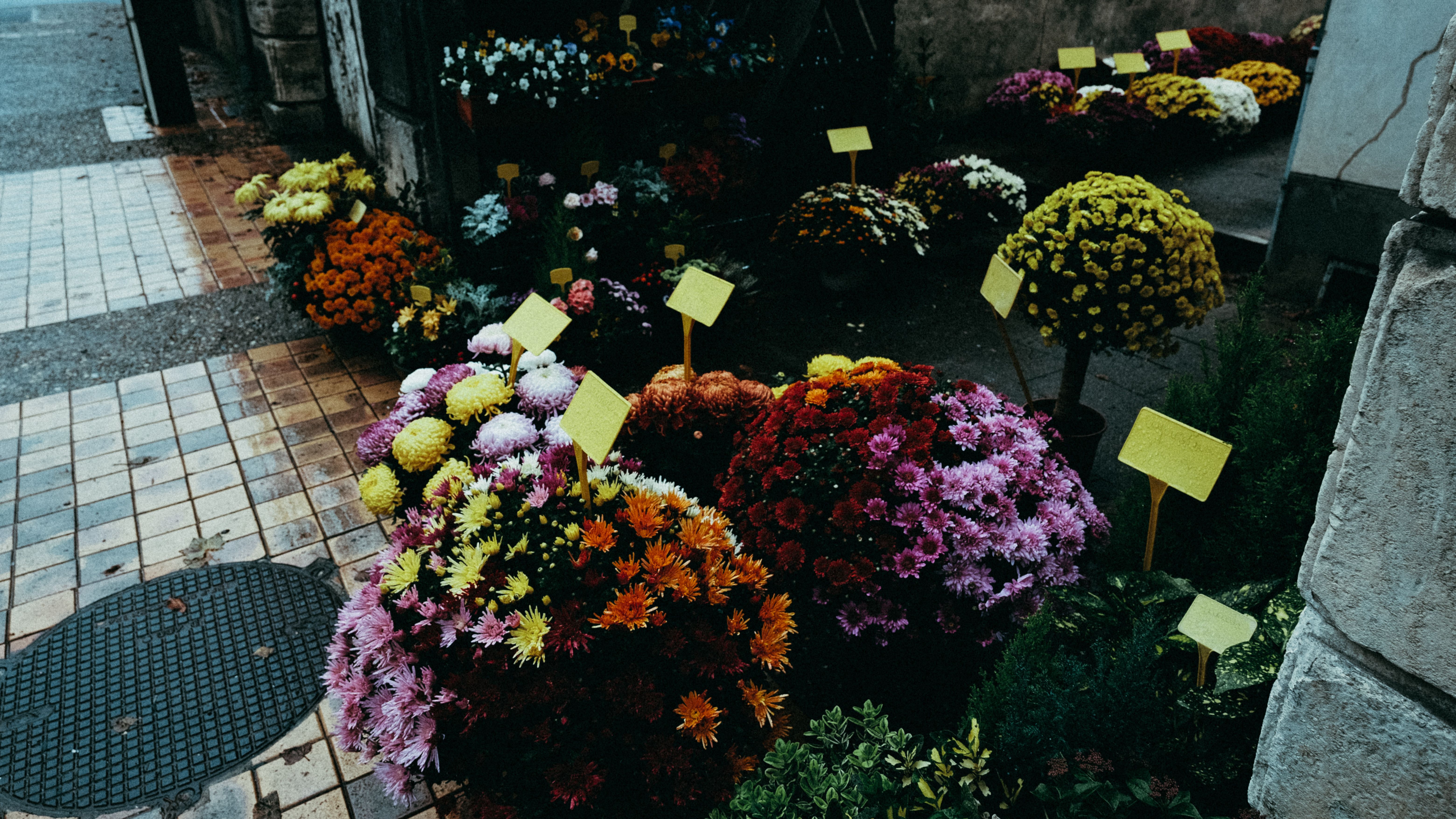 [ColoSach]-colorful-assortment-of-fresh-flowers-displayed-outdoors-at-a-market.
