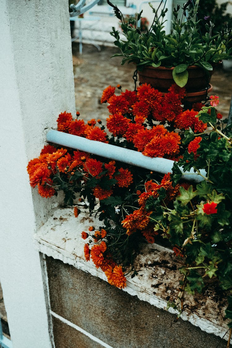 Red Flower On Railing