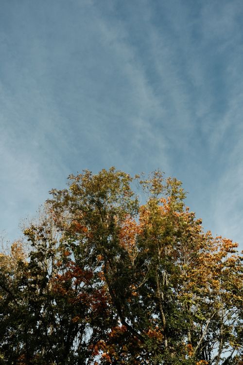 Free Low-angle view of tall trees with autumn foliage against a clear blue sky. Stock Photo