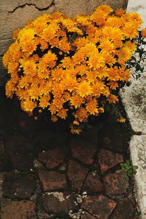 Free Orange Flowers of a Plant Stock Photo