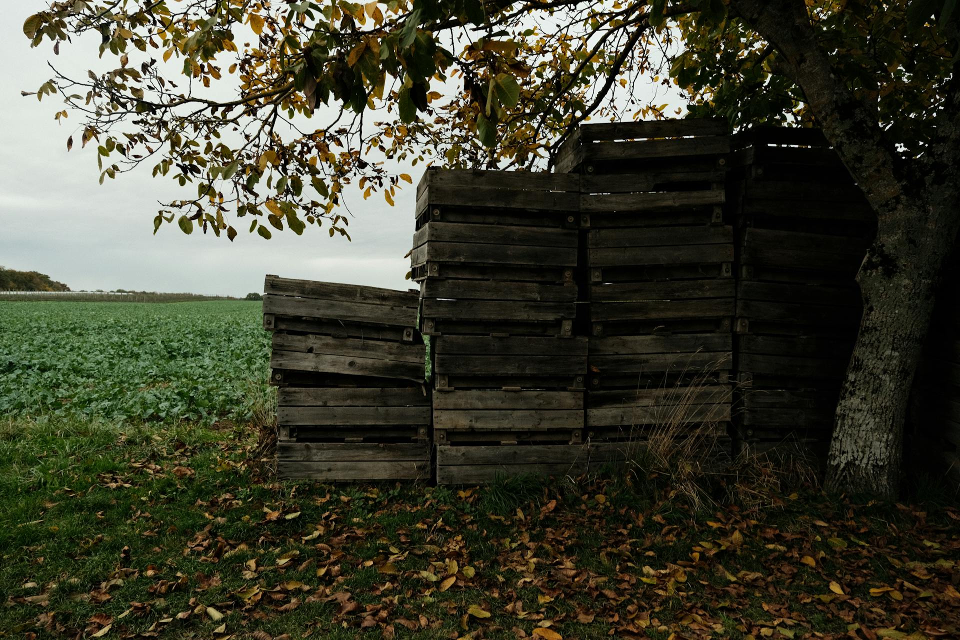Autumn leaves surround stacked wooden crates under a tree beside a green field.