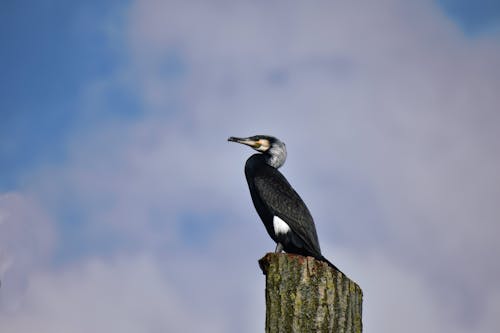 Black Bird Perching on Post