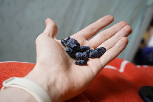 A close-up of a hand holding fresh honeyberries, highlighting their nutritious appeal.