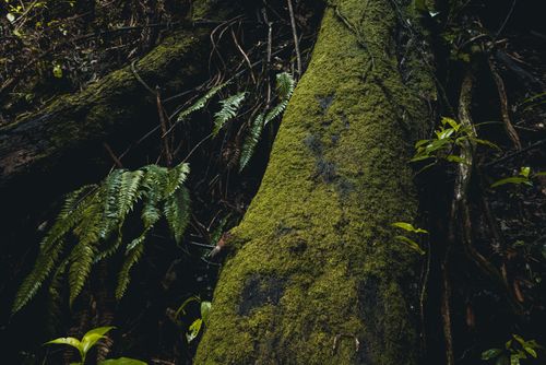 Free Close-up of a moss-covered log with ferns in a New Zealand forest, emphasizing nature's textures. Stock Photo