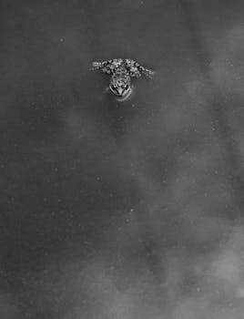 Image by Fariborz MP