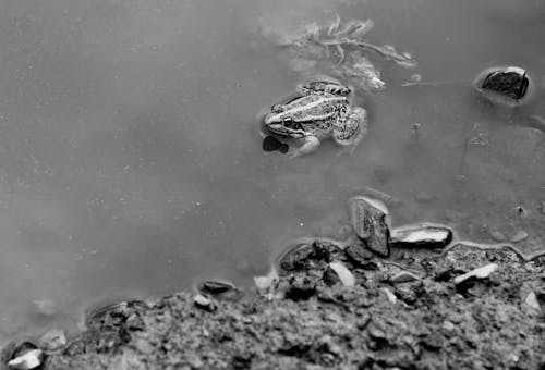 Grayscale Photo of Turtle on Water