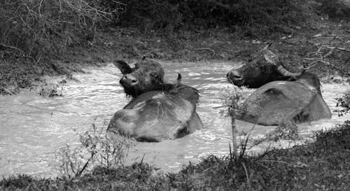 Water Buffalo on Body of Water