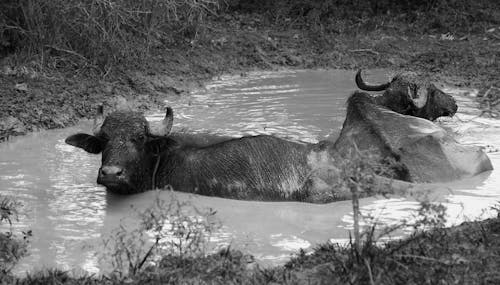Water Buffalo on Water