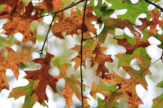 Close-up of colorful oak leaves during fall, showcasing green and brown hues.