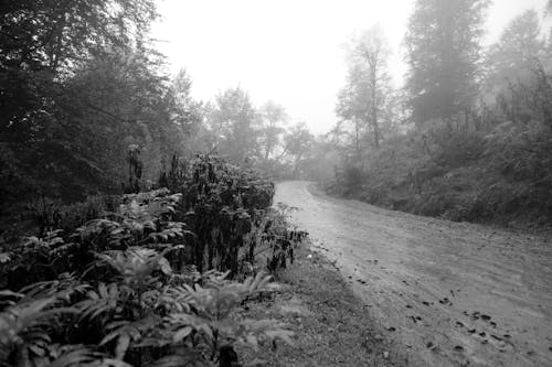 Free stock photo of beautiful nature, beautiful road, black and white