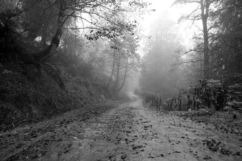 Free Grayscale Photo of Dirt Road with Fallen Leaves Stock Photo