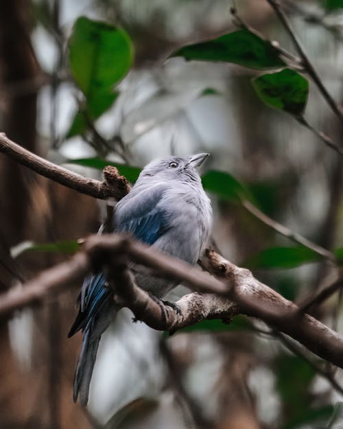 A Bird on Tree Branch 