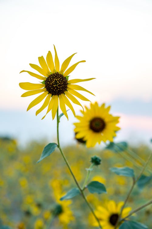 Sunflower in Tilt Shift Lens