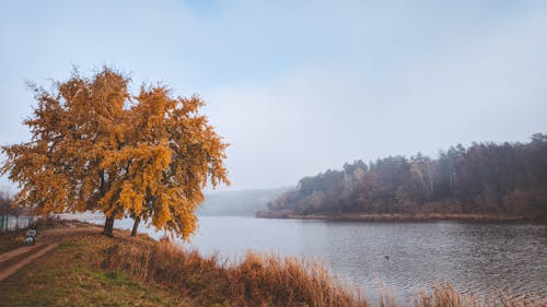 Безкоштовне стокове фото на тему «дерево, краєвид, мальовничий»