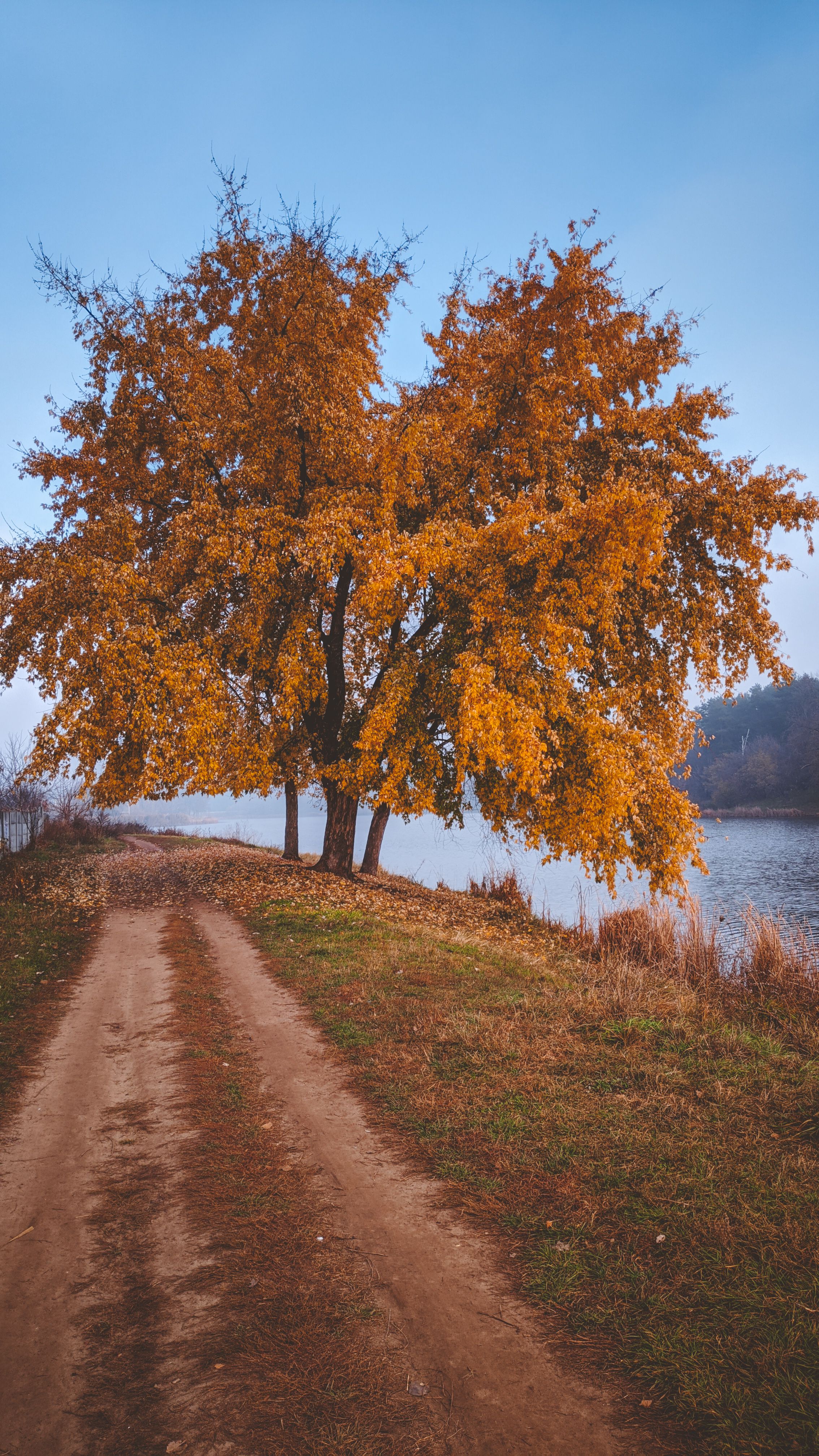 People Walking on the Pathway Between Trees · Free Stock Photo