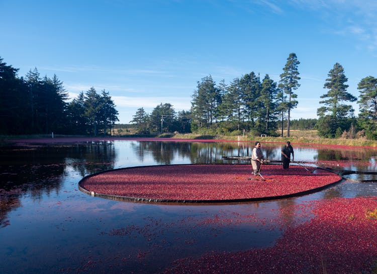 Wet Harvesting In A Cranberry Bog