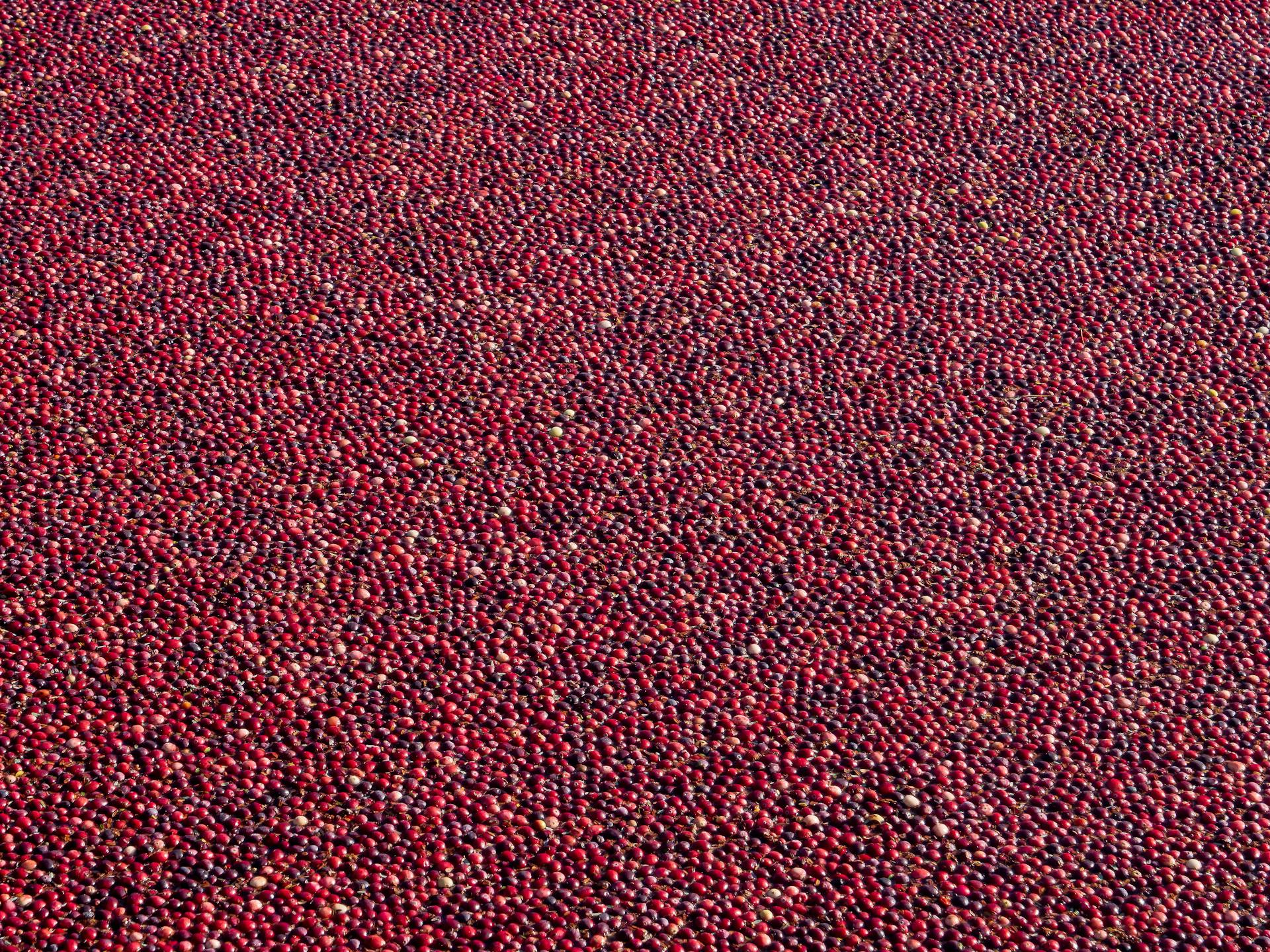 Cranberries Floating on the Water Surface