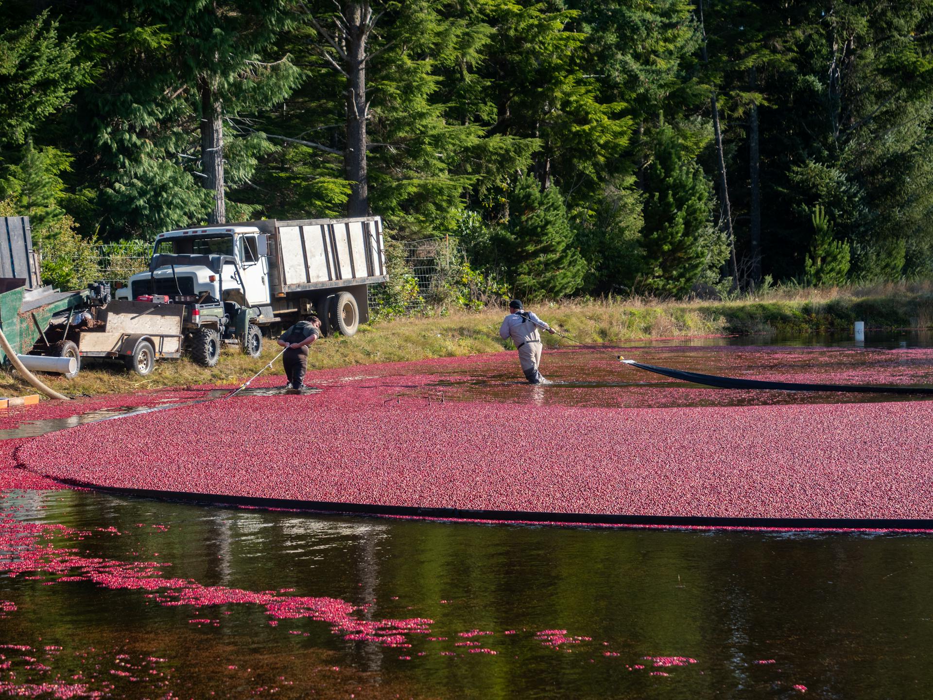 Men Harvesting Cranberries on the Pond