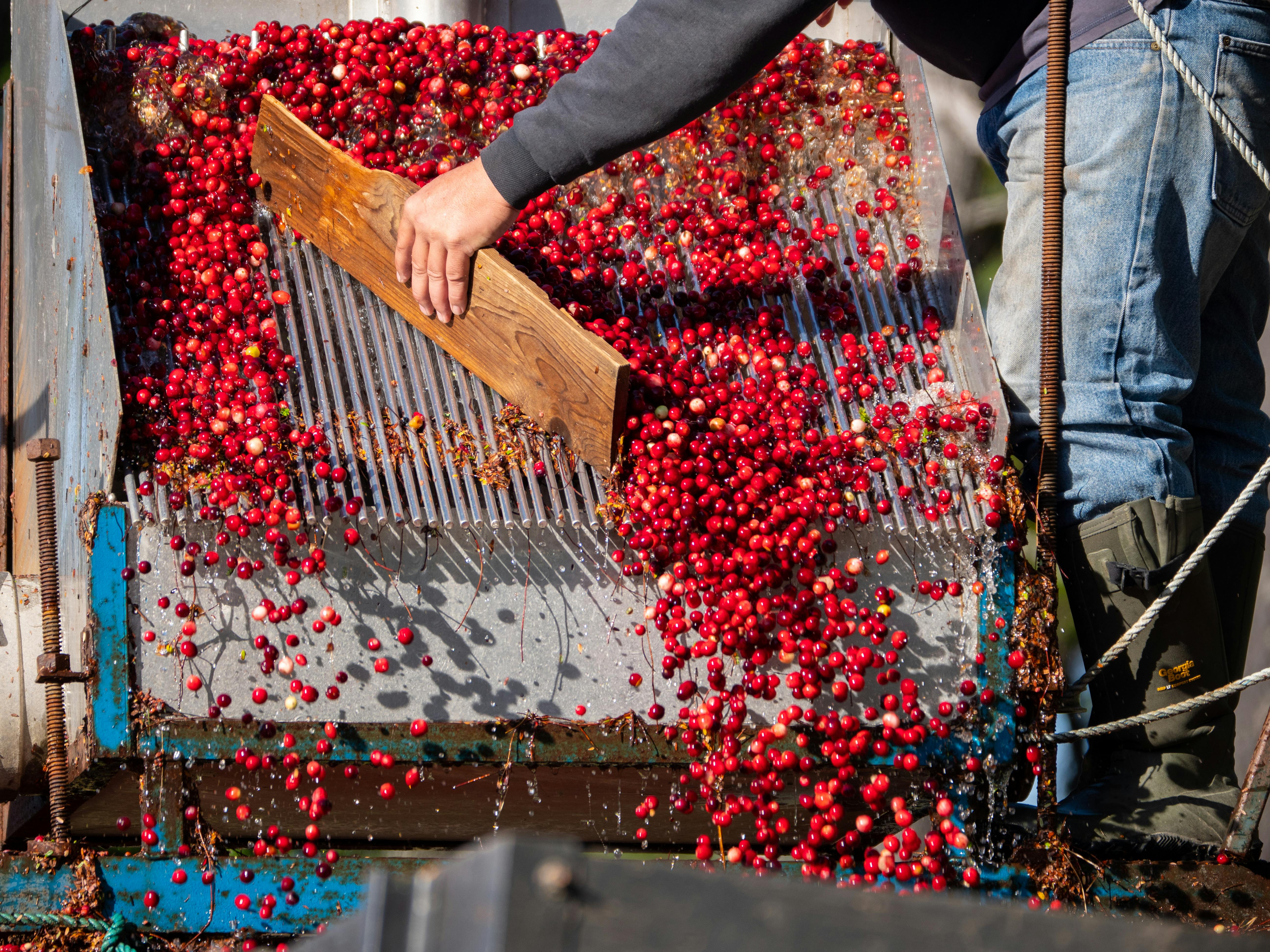 A Person Harvesting Cranberry Fruits · Free Stock Photo