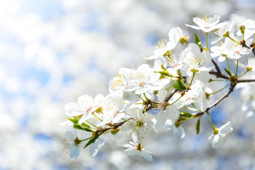 Selective Focus Photography of White Cherry Blossom Flowers