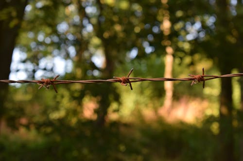 Barbwire'ın Sığ Fotoğrafı