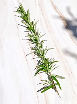 Aromatic rosemary sprig laid on a light marble surface, casting soft shadows.
