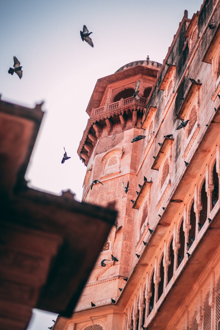 Brown Concrete Building With Birds