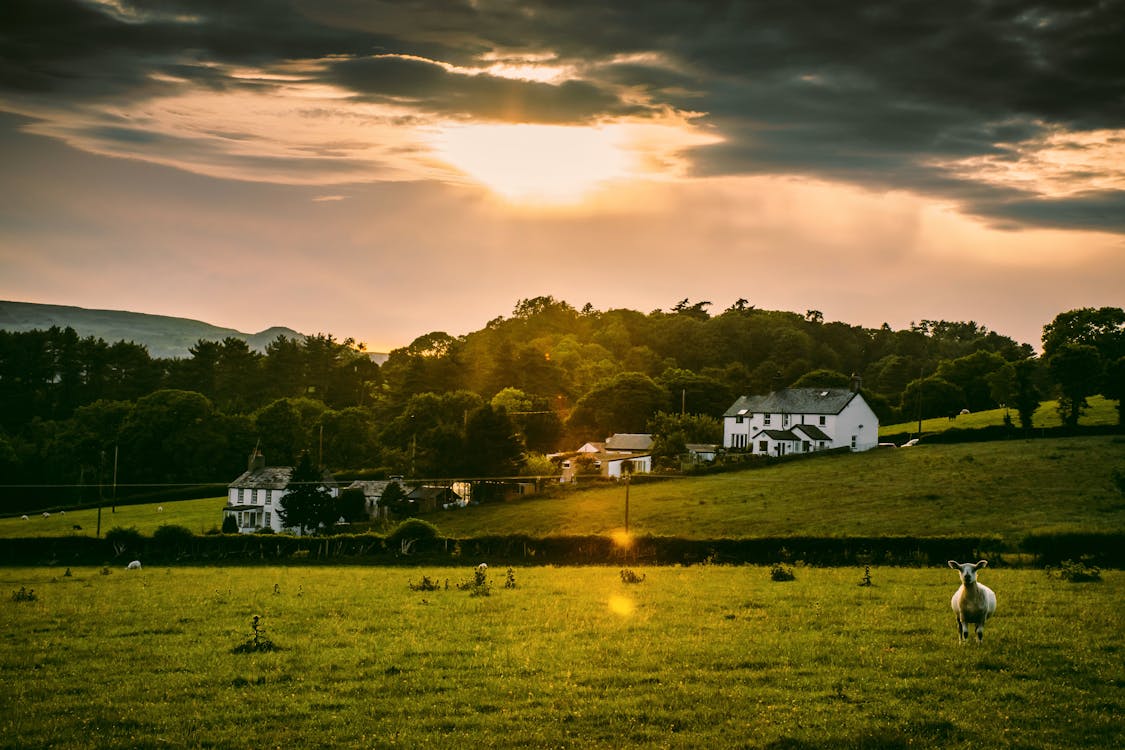 White Sheep on Field during Golden Hour Time