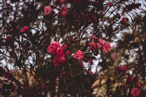 Flores Rojas En Racimo