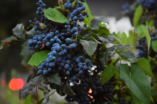 Free Blue Berries Stock Photo