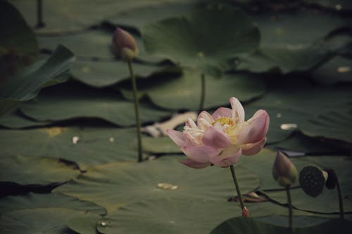 Lotus Flower and Green Leaves on the Pond