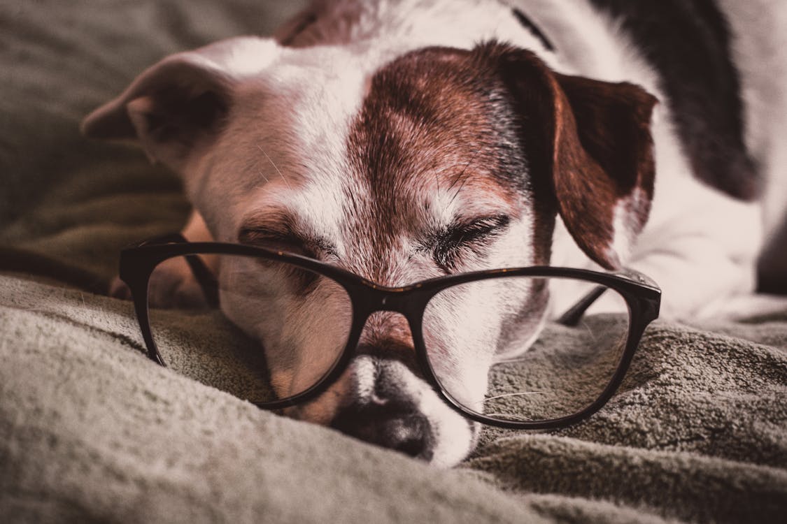 Free White and Brown Dachshund With Black Framed Eyeglasses Stock Photo