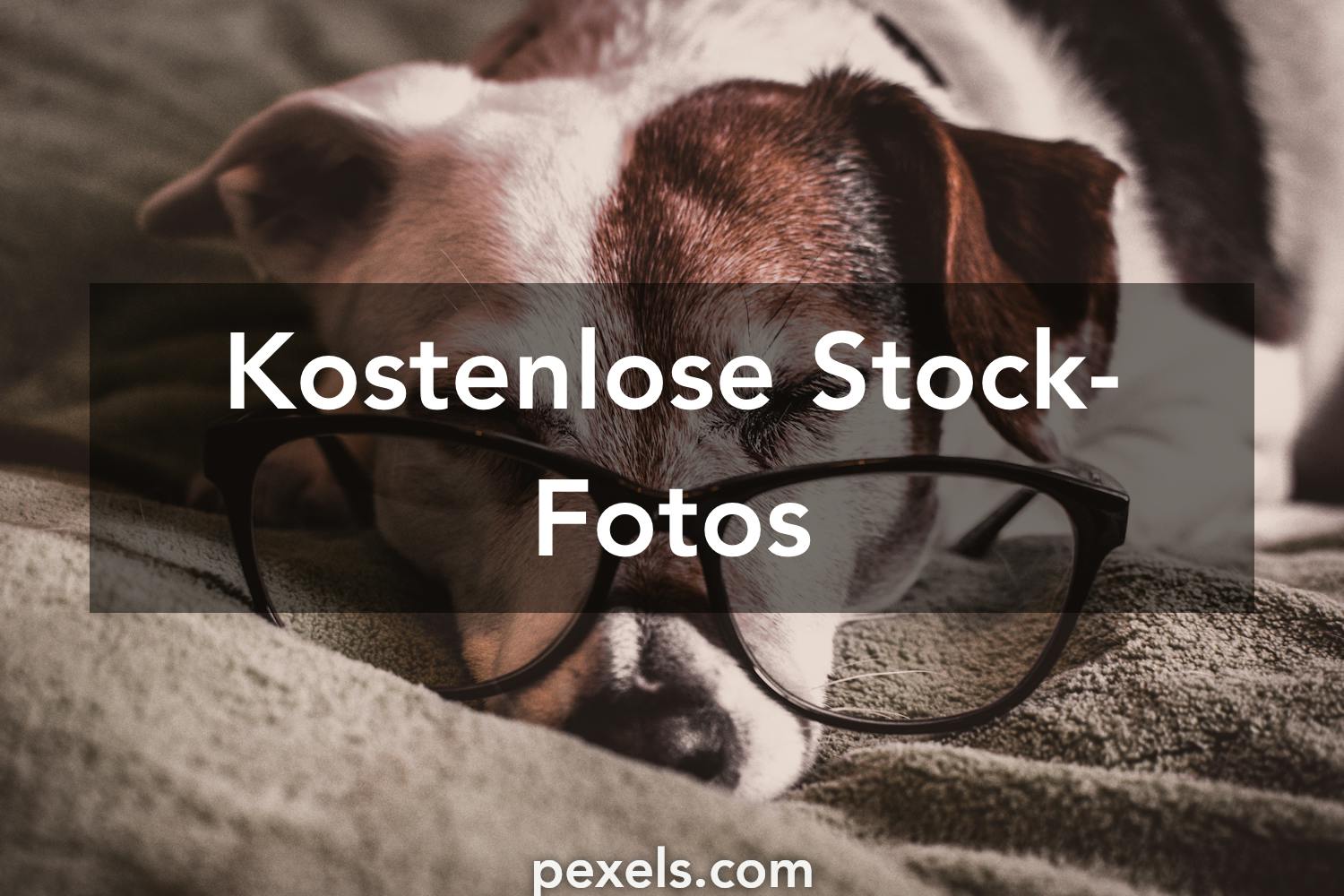 1000+ Alter Hund Fotos Pexels · Kostenlose StockFotos