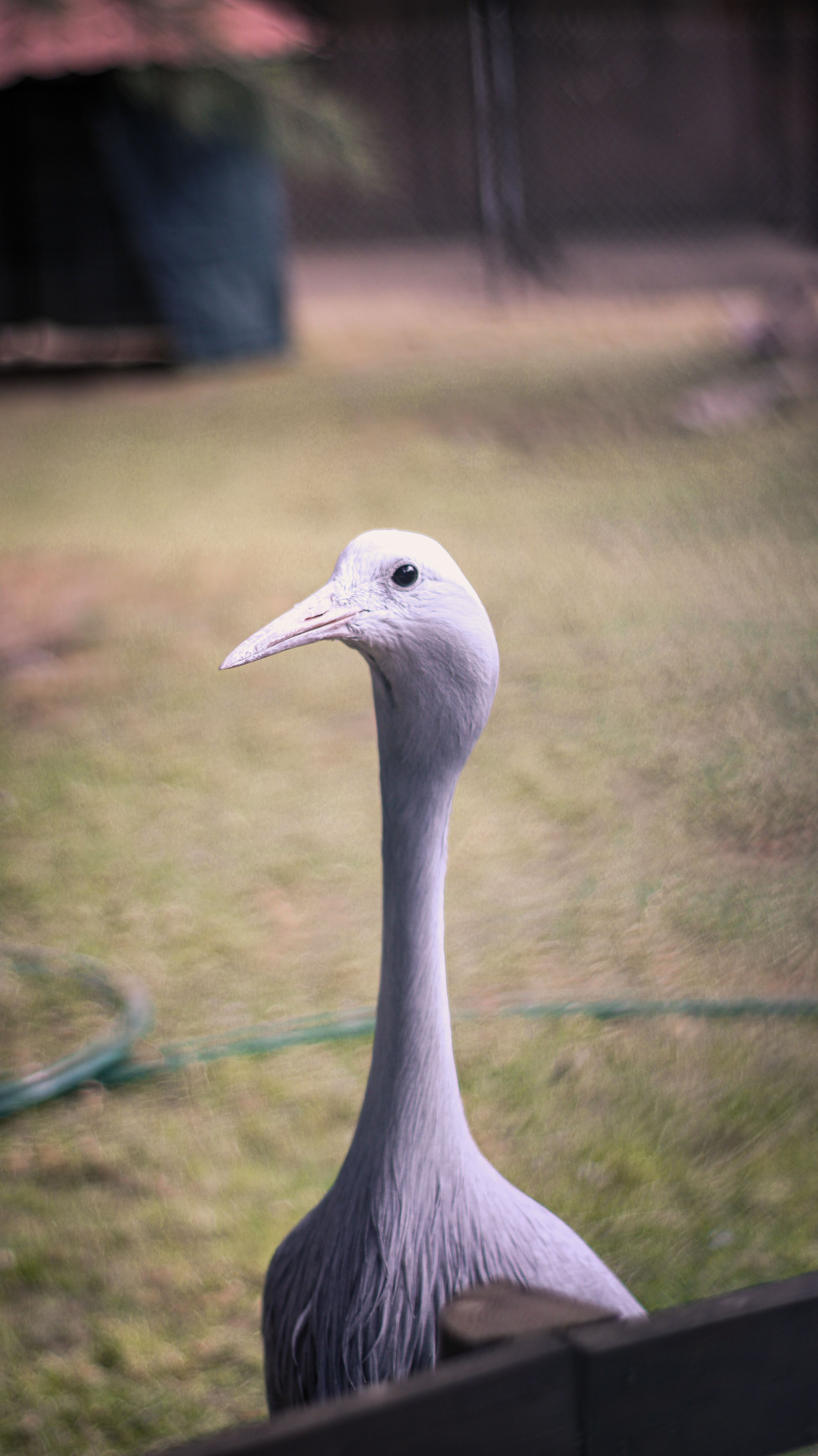 Elegant portrait of a blue crane bird with a blurred background, captured outdoors.