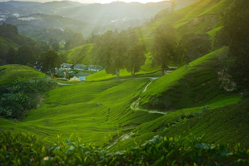 Pelouse D'herbe Verte