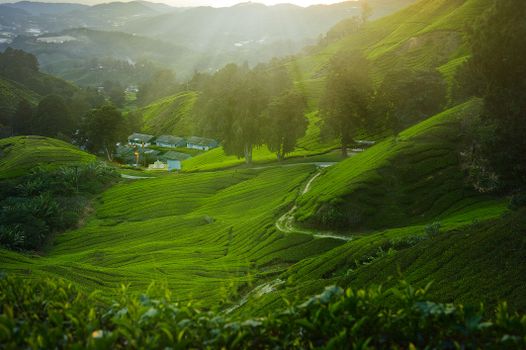 俯瞰郁郁葱葱的绿茶种植园和乡村连绵起伏的山丘，景色如日出般美丽