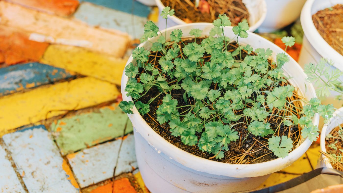 Indoor Herb Gardens: Which Plants Actually Survive Cheap LED Setups