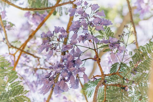 紫色簇花的選擇性聚焦攝影