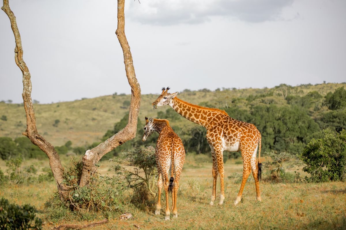 National Geographic Expeditions: meaningful context