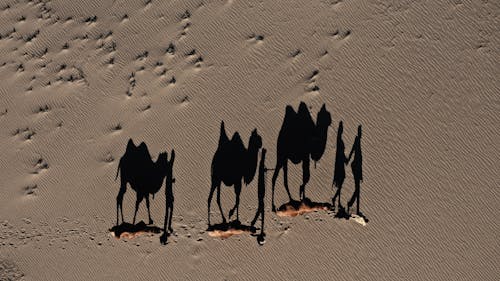 Camels in a Desert