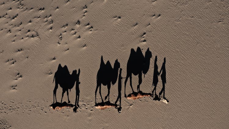 Camels In A Desert