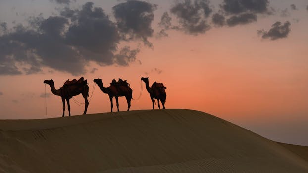 Silhouette of camels at sunset in the desert near Kanoi, India.